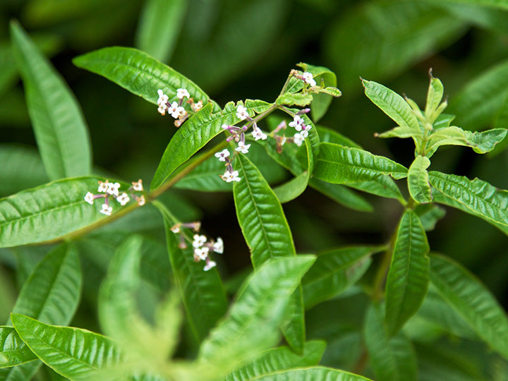 Lemon Verbena 1oz