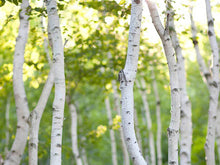 White Birch 1oz,4oz