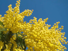 Mimosa 1oz,4oz