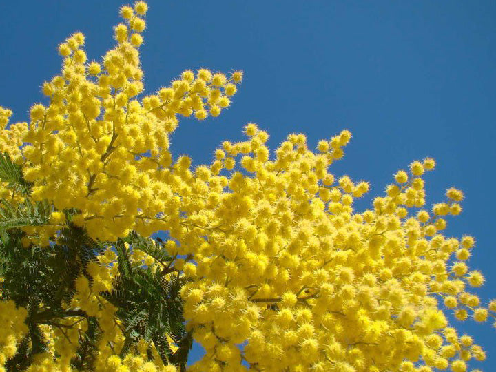 Mimosa 1oz,4oz